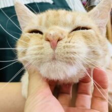 激推し💟甘えんぼさんでとっても愛おしい ੈ❤︎ かわいいかわいいラムキンくん🐏💟