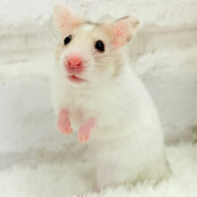 るんるんっ♪どこまでも走って行くぞ！！！カラーハムスター(女の子)