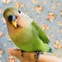 むにむに撫で撫で希望です❤︎٩´꒳`۶˖✧甘えんぼコザクラちゃん(ノーマル)❤️💚