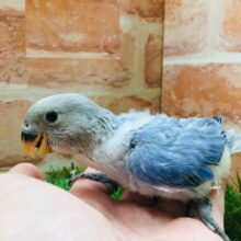 久々にバイオレットオパーリンのコザちゃんがやってきましたよ～💙💛💙💛　コザクラインコ