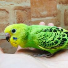オパーリンカラーのセキセイちゃんがやってきましたよ～💚💚💚　セキセイインコ