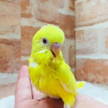 ルチノーカラーのセキセイちゃんがやってきましたよ～💛💛💛