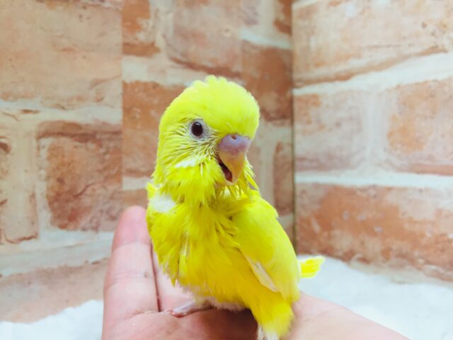 ルチノーカラーのセキセイちゃんがやってきましたよ～💛💛💛