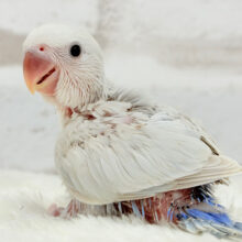 淡々🫧ニコッと笑顔がチャームポイント🍬コザクラインコ(パリッドターコイズシナモン) ヒナ