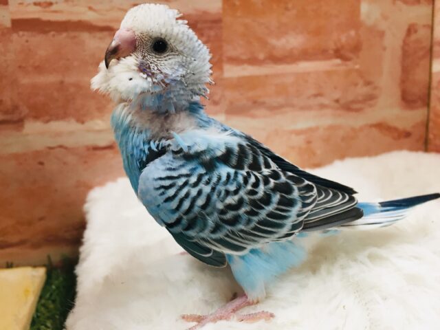 💙💙💙セキセイインコ（オパーリン）💙💙💙