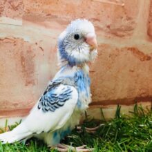 ②パイドカラーのセキセイちゃんがやってきましたよ～💙💙💙