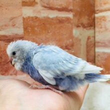 美しいセキセイちゃんがやってきましたよ～🎵💙　（スパングル）