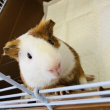 最新画像＆動画更新🆙かわいい頬っぺたむにむに~❤︎*ˊᵕˋ)੭ イングリッシュモルモットさん､男のコ🌟♂