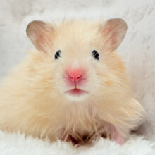 ツヤツヤ✨キュートフェイスに一目惚れ♥サテンハムスター(男の子)