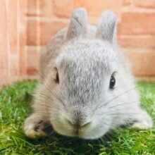 モチモチうさちゃん🐰🐰🐰　ネザーランドドワーフ（グレー系）
