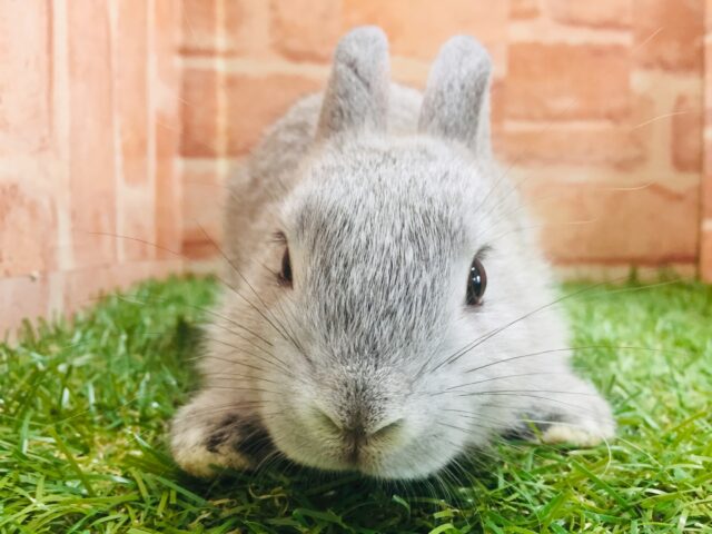 モチモチうさちゃん🐰🐰🐰　ネザーランドドワーフ（グレー系）