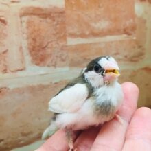 ミニミニ怪獣ちゃん💕　十姉妹