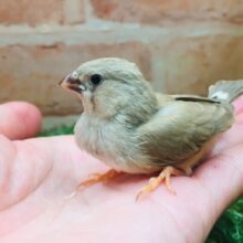 優しい色合いが魅力的✨✨　キンカチョウ（フォーン）