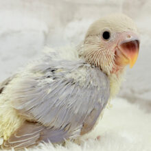 魅力的な淡い藤色💜コザクラインコ(ブルーバイオレットシナモンオパーリン) ヒナ