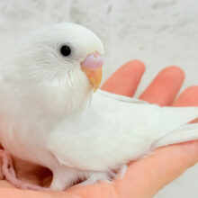 【最新画像更新🪄】テクテクテク🐾⋆⭒おべんとつけてどこ行くのっ？♪セキセイインコ(ダブルファクター)