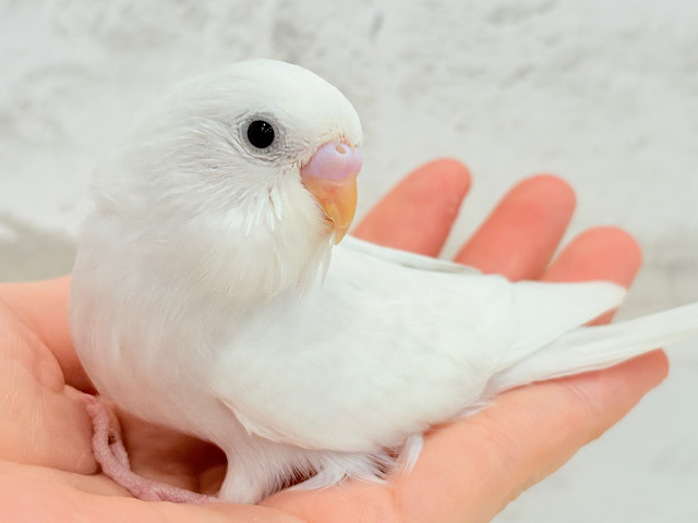 【最新画像更新🪄】テクテクテク🐾⋆⭒おべんとつけてどこ行くのっ？♪セキセイインコ(ダブルファクター)