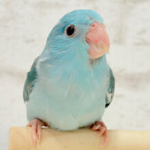 うるうる🫧大きなおめめ♥マメルリハ(ブルーパイド) 女の子