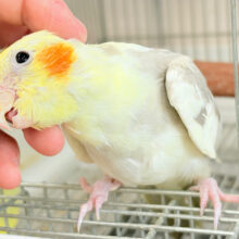 これからが楽しみだね♬*°オカメインコ(シナモンパイド)