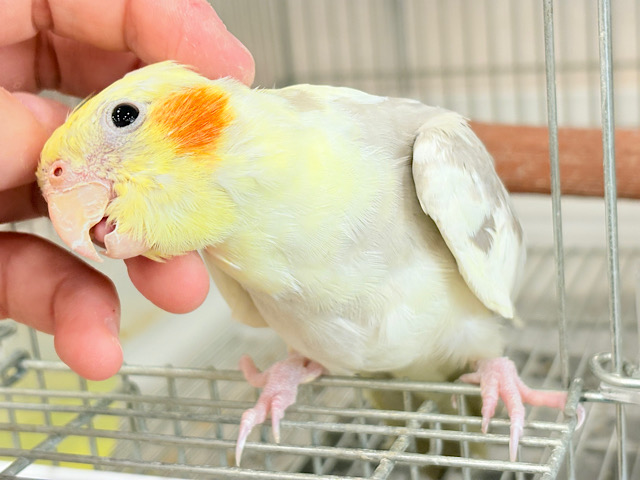 これからが楽しみだね♬*°オカメインコ(シナモンパイド)