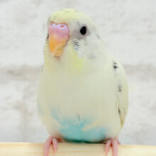 【最新画像更新🪄ひとり餌になりました‪☆】まろやか、まったりーー　セキセイインコ　クリームハルクイン〜〜