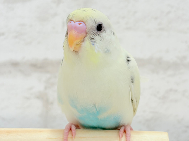 【最新画像更新🪄ひとり餌になりました‪☆】まろやか、まったりーー　セキセイインコ　クリームハルクイン〜〜
