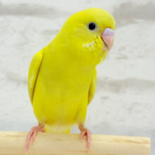 【最新画像更新🪄もうすぐひとり餌‪☆】食欲旺盛♬元気っ子‪☆セキセイインコ(ダブルファクター) ヒナ