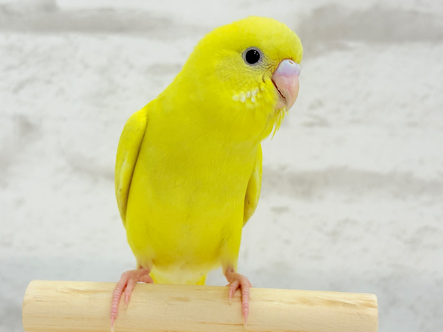 【最新画像更新🪄もうすぐひとり餌‪☆】食欲旺盛♬元気っ子‪☆セキセイインコ(ダブルファクター) ヒナ