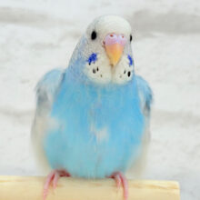 【最新画像更新🪄もうすぐひとり餌‪☆】楽しそうなことが　待ってるんだってさ♪　セキセイインコ　パイド～～