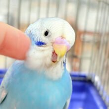 【最新画像更新🪄ひとり餌‪・カゴデビュー☆】天体観測よりも、みりょくかもっ　スポット数え～　セキセイインコ　スパングル～～