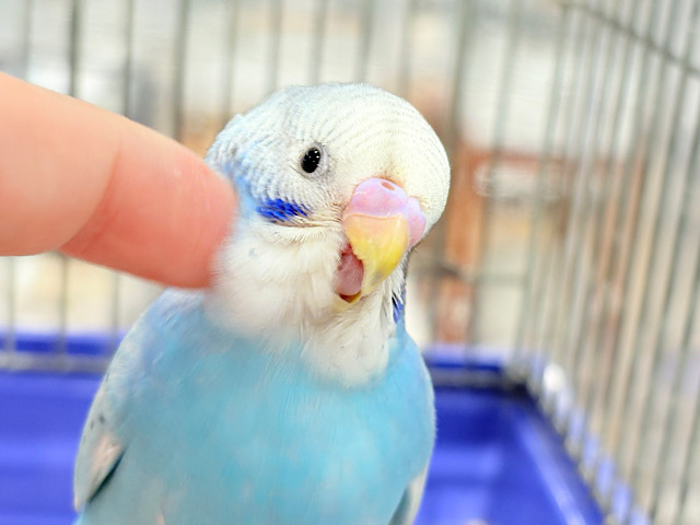 【最新画像更新🪄ひとり餌‪・カゴデビュー☆】天体観測よりも、みりょくかもっ　スポット数え～　セキセイインコ　スパングル～～