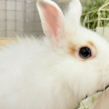 【最新画像更新🪄】もふもふの天使🧚ライオンラビット(ブロークン) 女の子