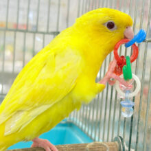 ♥イチオシ♥【最新画像更新🪄ひとり餌‪になりました☆】ピッカピカ💖ビビットカラー☀️サザナミインコ(ルチノー) ヒナ