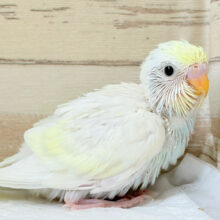 ホイップ多め🧁レモンケーキ🍋セキセイインコ(クリーム) ヒナ