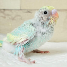 しゅわしゅわ🫧クリームソーダ🧃セキセイインコ(パステルカラーレインボー) ヒナ