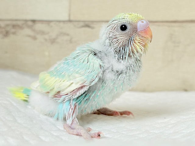 しゅわしゅわ🫧クリームソーダ🧃セキセイインコ(パステルカラーレインボー) ヒナ