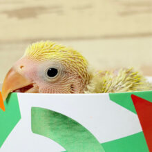 ねむねむさん🐣🫧コザクラインコ(シナモン) ヒナ