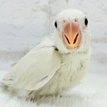 【最新画像更新🪄】これからが楽しみ♬*°コザクラインコ(パリドブルーバイオレットシナモン) ヒナ