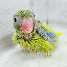 食欲旺盛なシャイボーイ♡マメルリハ(アメリカンイエロー) 男の子 ヒナ