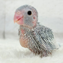 可愛すぎちゃう2頭身ガール🐥🩵マメルリハ(アメリカンホワイト)女の子 ヒナ