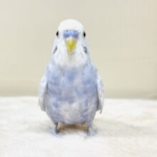淡いカラーがオシャレ💜セキセイインコ（ライラック）