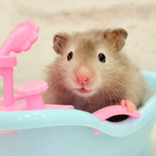 いい湯だな~♩♩セーブルハムスター(男の子)