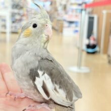 どこから見ても美形さん♬オカメインコ(ノーマル)