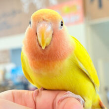 【最新画像更新🪄ひとり餌・カゴデビュー‪☆】常夏トロピカル🍉🍊🍋コザクラインコ(ゴールデンチェリー) ヒナ