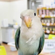 【最新画像】大人っぽくなったかな？💚💙コザクラインコ（ブルーチェリー）