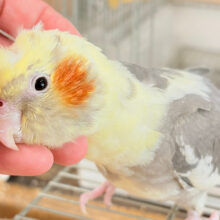 心開くと甘々です🐥💖オカメインコ(パイド)