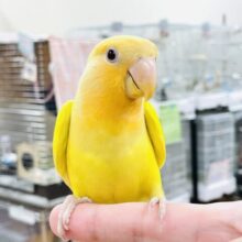 【最新画像】ひまわりのような眩しさ🌻💛🧡コザクラインコ（オレンジフェイスルチノー）