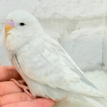 目つきの悪さに一目惚れ♡ジャンボセキセイインコ ヒナ