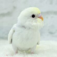 【最新画像更新🪄】唯一無二の美しさ🐥🫧セキセイインコ(ファロー) ヒナ