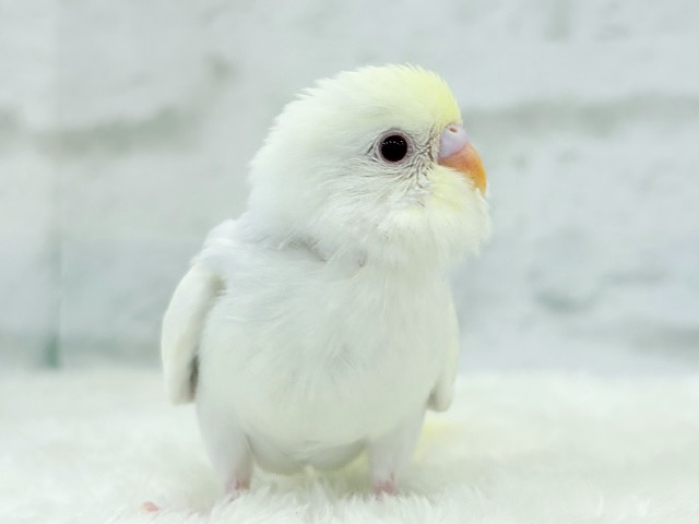 【最新画像更新🪄】唯一無二の美しさ🐥🫧セキセイインコ(ファロー) ヒナ