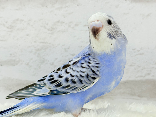 【最新画像更新🪄】今度一緒に冒険しない？🧑‍🌾セキセイインコ(オパーリン) ヒナ